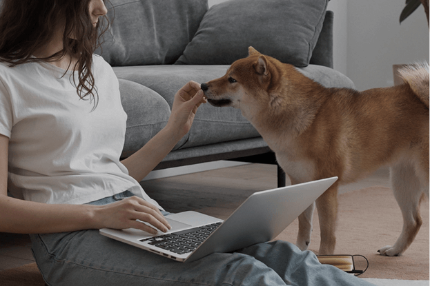 Питомец портит входную дверь! Питомец портит входную дверь!